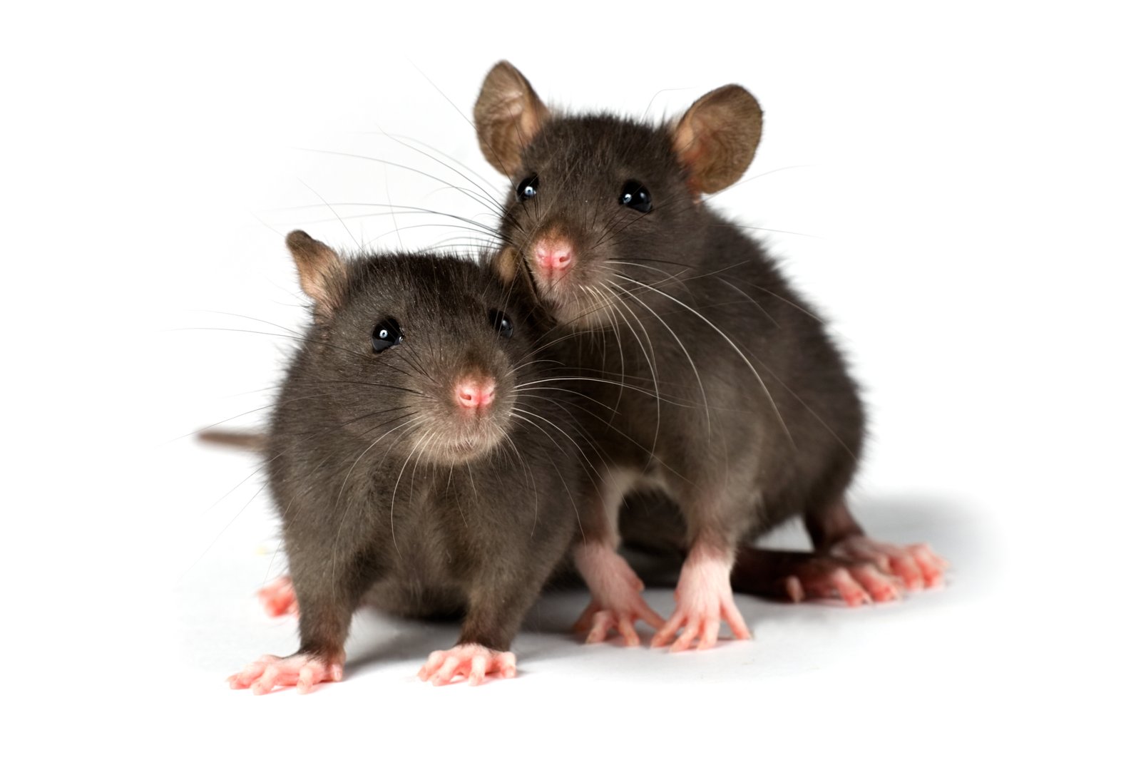 iStock_4383871_LARGE.jpg